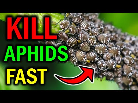 植物のアブラムシを自然に駆除する方法（DIY）