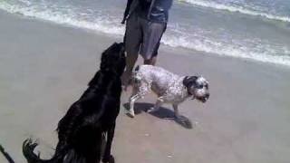 preview picture of video 'Ira Annie Tia At The Beach - Flat Coated Retriever'