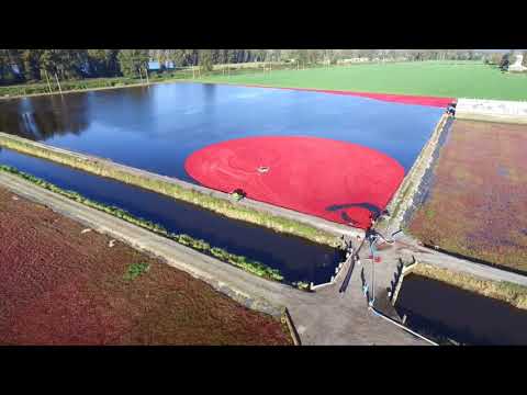HARVEST AT THE BOG- Shot on DJI Phantom 3