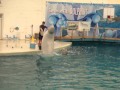 Белые дельфины в бассейне с дресировщиком 