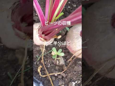 ビーツ、ビーツ 植物