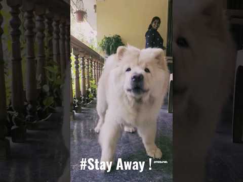 Agressive Chow chow #chowchow #pet #pets #shorts #short #youtubeshort #dog #india #petlover