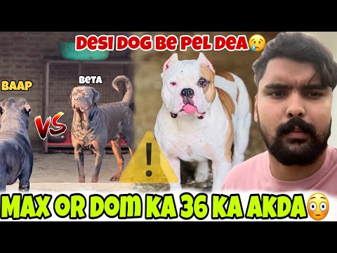 Sikandar was beaten by a Gully dog ​​😢 Enmity between Max and Dom 😡full vlog