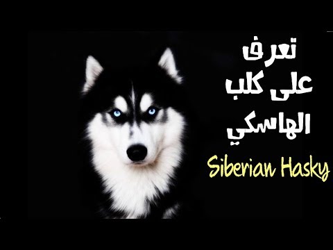 , title : 'معلومات هامة عن كلاب الهاسكي السيبيرية || Siberian Husky'