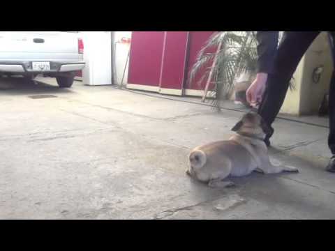 Amazing pug tricks ( Sancho el perro más inteligente y guap
