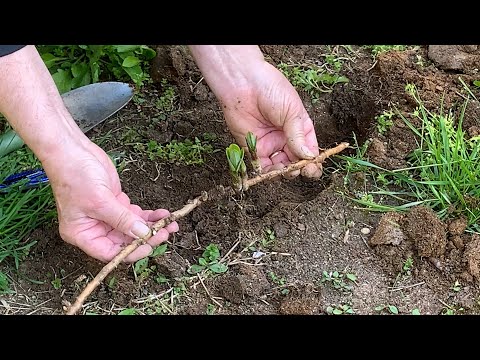 Transplanting Common Milkweed