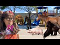 Most Intelligent Animals For Kids Soso S Smartest Animal Toys Come To Life