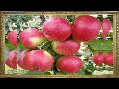 , title : 'Top cele mai bune soiuri de mere care se cultiva in Rusi langa Moscova'