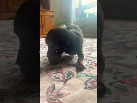 I’m hungry mother #funny #cute #mukbang #dachshund #dalmatians