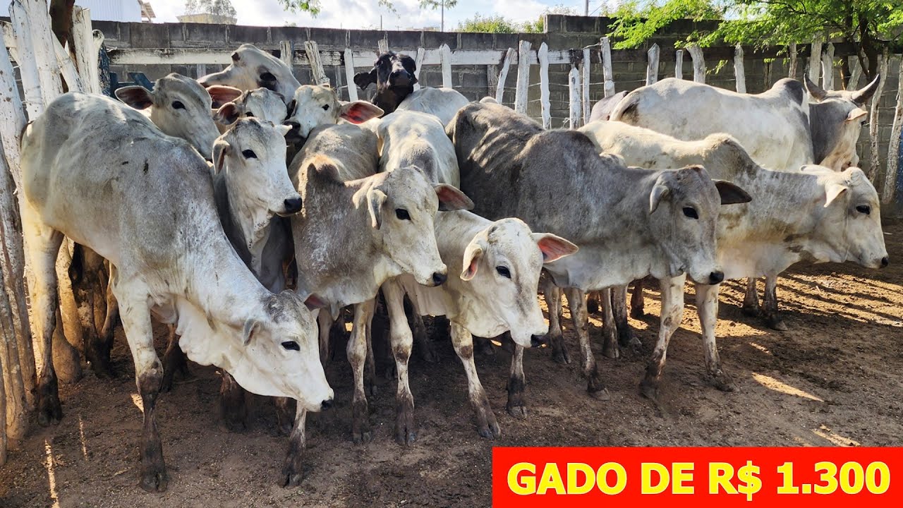 FEIRA DO GADO EM CUPIRA-PE   25-09-2024 #nordeste