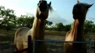 horses nodding heads