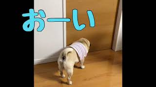 【パグ】はむぞう日記⑨【遊んで欲しいはむ】