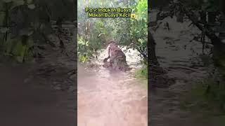 Download lagu Giant Crocodile π Eats Small Crocodileπ«£#fishing #viralvideo #viralvideo #video #viral #viralshort... mp3 Download lagu Giant Crocodile π Eats Small Crocodileπ«£#fishing #viralvideo #viralvideo #video #viral #viralshort... mp3