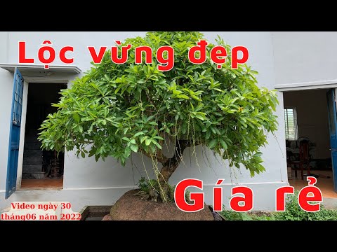 Tác phẩm lộc vừng to đẹp, cho không gian tươi mát - Nhà vườn Thành Nam