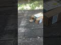 Build a live trap for a chipmunk if a you find a chipmunk in your house! Here's how!