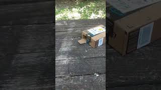 Build a live trap for a chipmunk if a you find a chipmunk in your house! Here