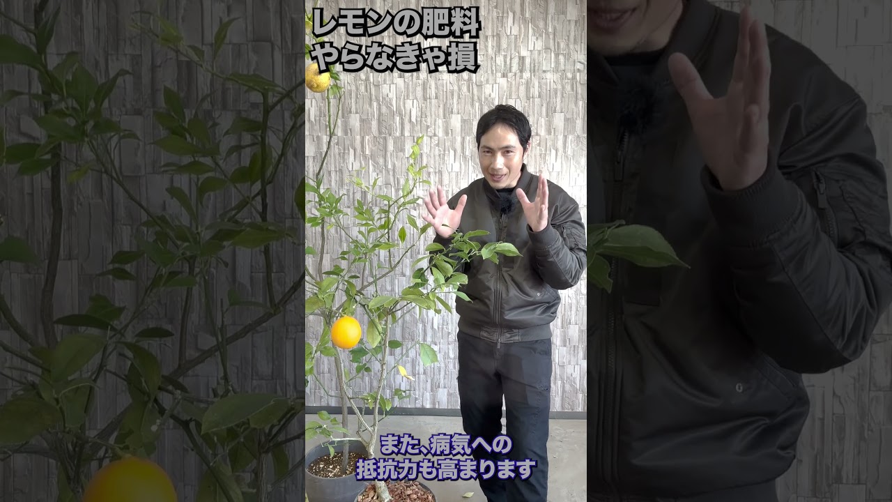 【レモン】肥料で実つきが激変します！#レモン #柑橘 #園芸 #ガーデニング