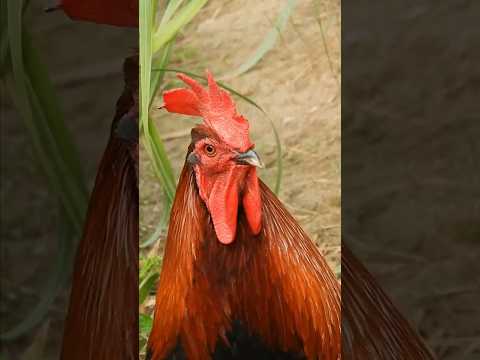 Sound of Rooster Crowing ~ Rooster video compilation 💕 🐔 🐓 #animalsounds