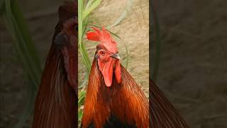 Download lagu Suara Ayam Jantan Berkokok ~ Kompilasi video ayam jantan 💕 🐔 🐓 #suarahewan mp3