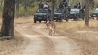 preview picture of video 'Sighting Tiger @ Pench'