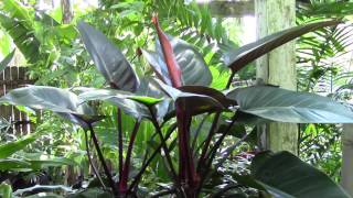 Philodendron 'Rojo Congo' Philodendron 'Rojo Congo'