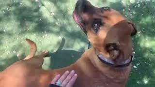 Video preview image #1 Boxer-Rhodesian Ridgeback Mix Puppy For Sale in Chandler, AZ, USA