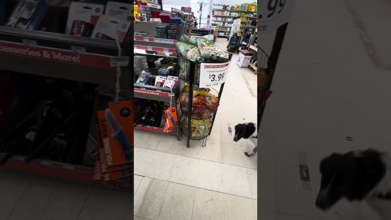 Enlarge KORBEN - COURTESY LISTING , a ADOPTABLE mixed breed in Poughkeepsie, NY video 6/6