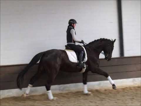 SUITS 5j. Rappe v. San Amour - Argentinus VB 15.000,- Euro