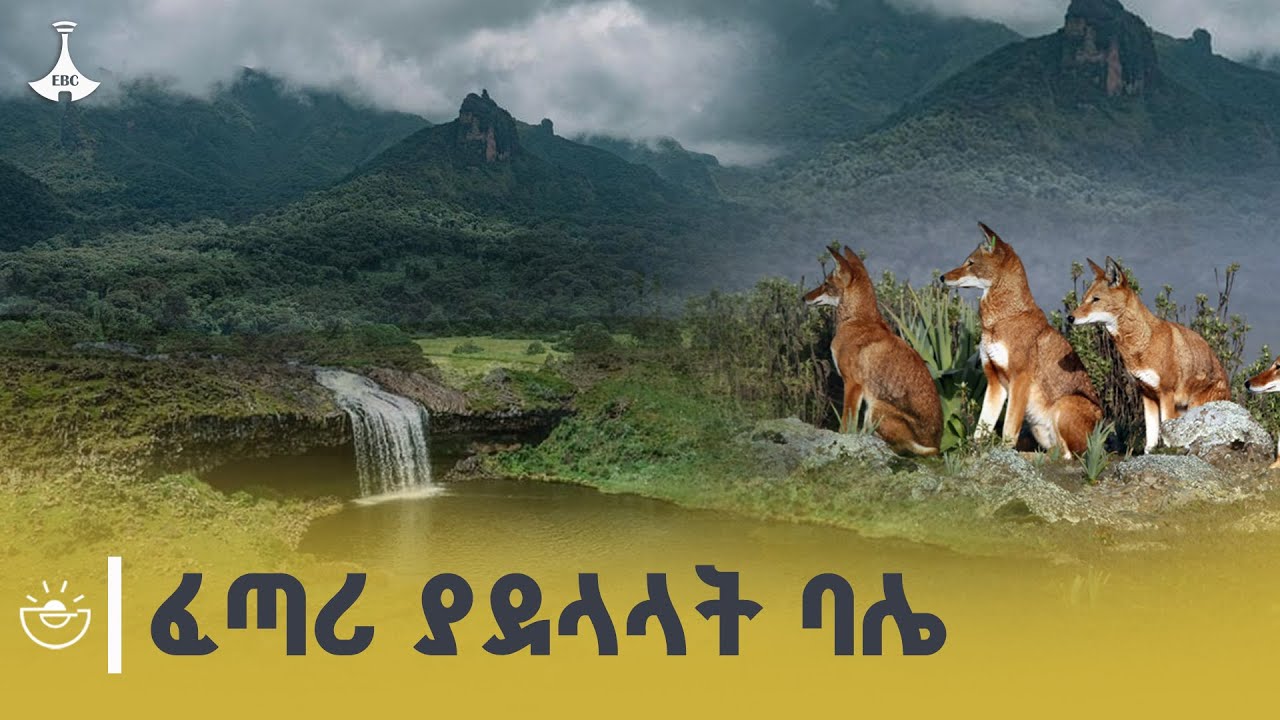 በአንድ ቦታ ብዙ መልኮች የሚገለጡበት ባሌ ብሔራዊ ፓርክ ቅኝት| bale park ETV | EBC | EBCDOTSTREAM