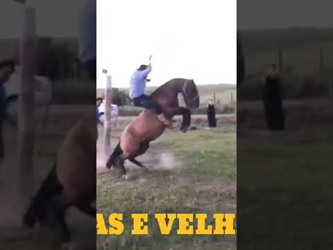 TALEIRO da tropilhas LANCEIRA de Bagé #cavalos #gineteada #gaucho #agro #short