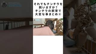 それでもチンチラを飼いますか？チンチラの飼育で大変な事まとめ④ #Shorts