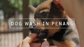 Volunteering at the 4PAWS Dog Shelter in Penang, Malaysia