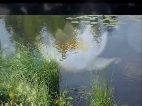 Henry Theel: Valkoinen lumme 1954