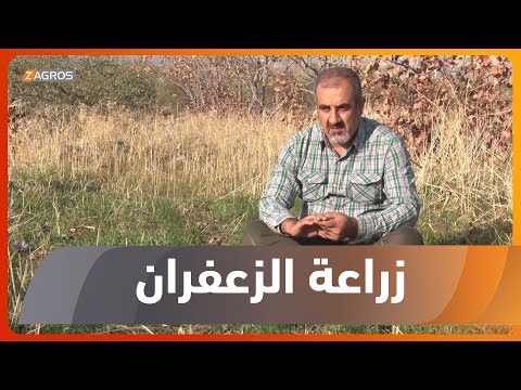 شاهد بالفيديو.. محافظة حلبجة.. تربة شهرزوور تنتج الذهب الأحمر عبر زراعة الزعفران
