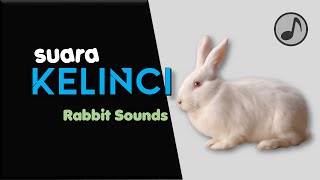 Download lagu SUARA KELINCI || Rabbit Sounds mp3