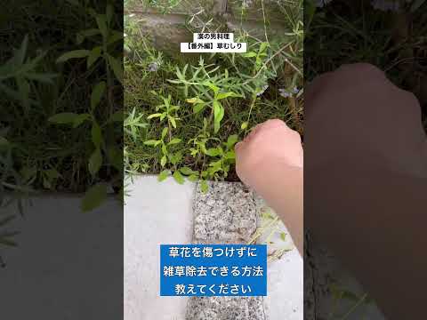 ヒルガオを自然に取り除く方法は？万能の除草剤は存在するのか？  庭園