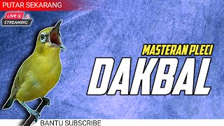 Download lagu 🔴 LIVE masteran PLECI DAKBAL nembak SEJALUR untuk mencetak anakan pleci dakun bali mp3 Download lagu 🔴 LIVE masteran PLECI DAKBAL nembak SEJALUR untuk mencetak anakan pleci dakun bali mp3