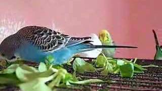 Budgies are eating