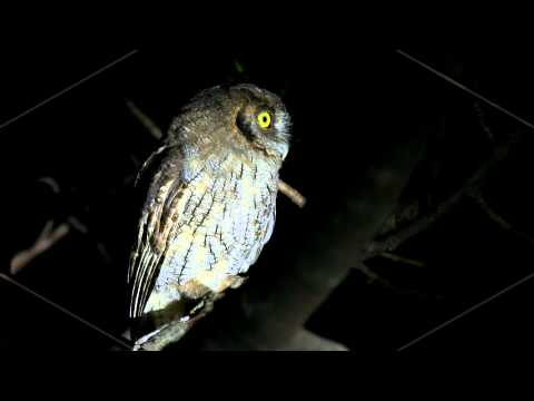 Gigante, Mediana y PequeÃƒÂ±a !!!!!