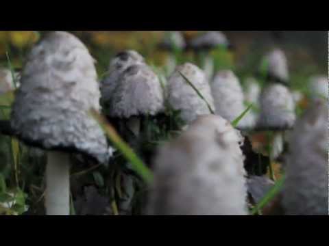 Dramadigs - Der 02.November