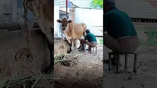 🐮Why Milking Machine❓✅Boost Productivity ✅Ensure Hygienic Milk ✅Less Labor Costs ✅Help Cow Comfort🐄