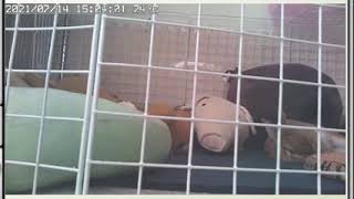 うさぎのきなちゃんライブ配信