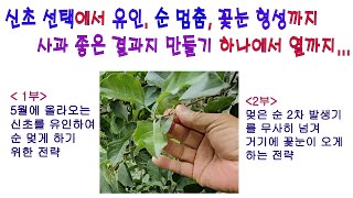 신초 선택에서 유인, 순 멈춤, 꽃눈 형성까지. 사과 좋은 결과지 만들기 하나에서 열까지(사과 결과지 만들기…