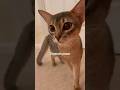 Fluffy ghostbuster 👻 Blue Abyssinian #abyssinian #catshorts #cutecat #funnycat #cute