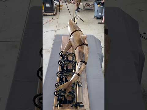 The Great Walnut Shark