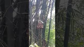 Download lagu Murai buluh telok balo di pangil,,,, pokdogo mp3 Download lagu Murai buluh telok balo di pangil,,,, pokdogo mp3