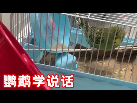 Can a parrot be taught to speak with a repeater? Check out the results today!