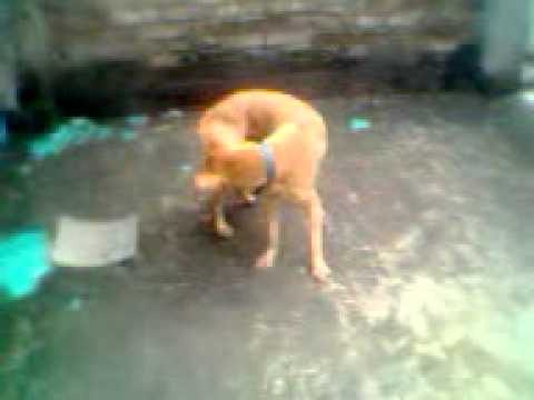 A DOG PLAYING WITH HIS RUMP.........