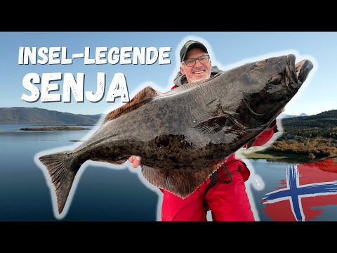 Amazing fishing on the legendary island of Senja 🤩 Go after big halibut, saithe and cod #Norway