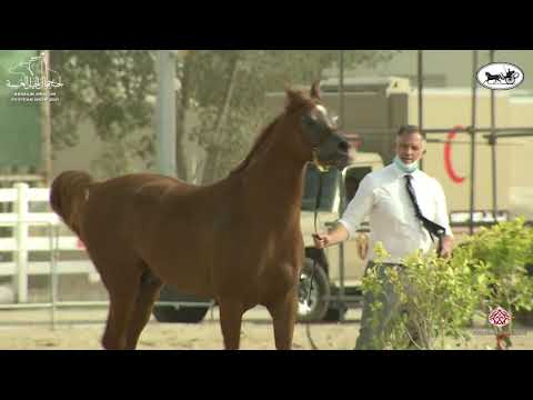 N 46 BASHEER AL SHAKHOURA   1st Bahrain Straight Egyptian Show 2021   Stallions 7+ Years Old Class 9